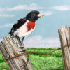 Rose Breasted Grosbeak Rose Breasted Grosbeak