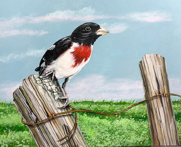 Rose Breasted Grosbeak